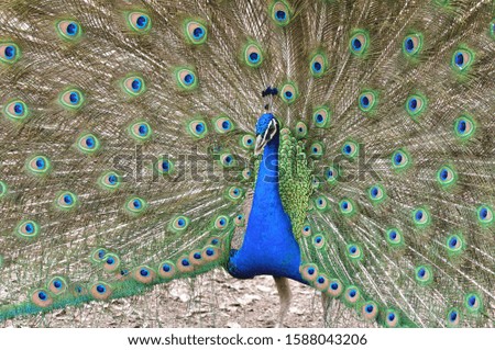 Indian peacock dancing to impress female peafowl by displaying its vibrant colors.