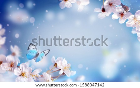 Cherry blossoms over blurred nature background. Spring flowers. Spring Background with bokeh. Butterfly.