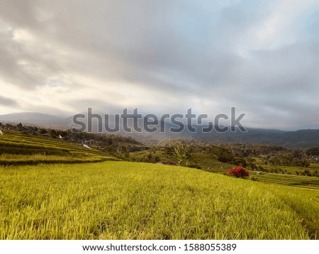 Rice fields with some hills covered in clouds in the background.
