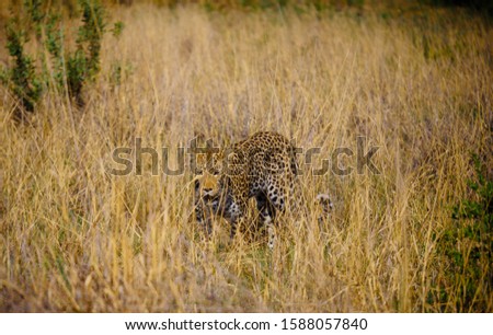 Leopard hunting in Chobe National Park