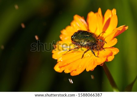 large insect green bug on an orange flower on a green background with raindrops in macro shot