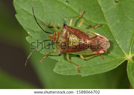 Hawthorn shield bug (Acanthosoma haemorrhoidale), Untergroeningen, Baden-Wuerttemberg, Germany, Europe Royalty-Free Stock Photo #1588066702