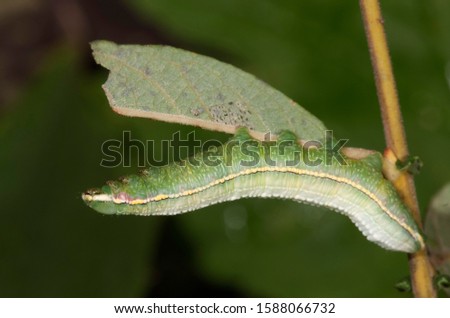 Pale Prominent (Pterostoma palpina), caterpillar in shock position on a willow leaf, Untergroeningen, Baden-Wuerttemberg, Germany, Europe Royalty-Free Stock Photo #1588066732