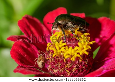 large insect green bug on an red flower on a green background with raindrops in macro shot