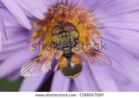 Tachinid fly (Ectophasia crassipennis), feeding on nectar on Autumn aster (Aster sp.), Untergroeningen, Baden-Wuerttemberg, Germany, Europe Royalty-Free Stock Photo #1588067089