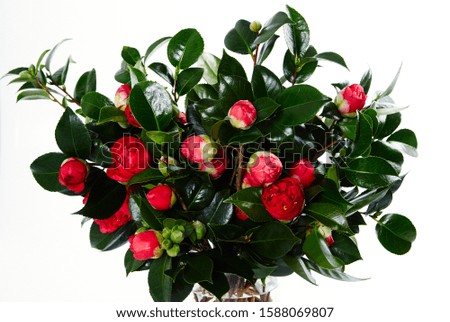 Still life photography of red camellia flowers floral arrangement in a glass vase on a white background