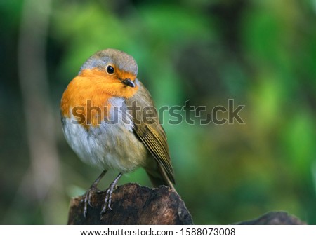 Cute a British red robin standing on a tree stump enjoying the green wonderland