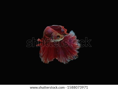 siamese fighting fish isolated black background. colorful freshwater fishes. super red shock dark fancy betta spreading fin long tail dress swimming. close up and focus selection with CLIPPING PATH