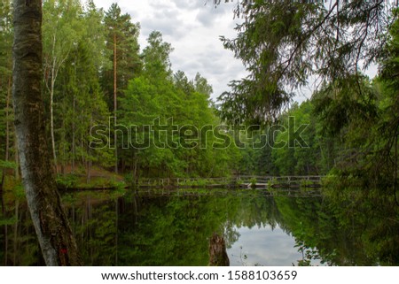 Tame pines make beautiful water mirror in the river