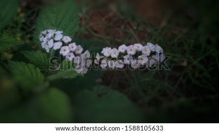 an Indian heliotrope flower that grows wild