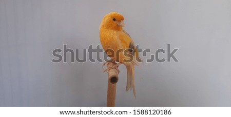 the beautiful orange canary left view
