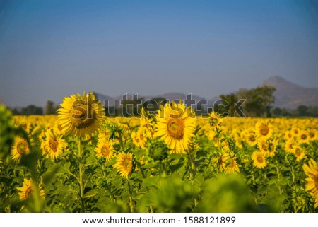 Garden Sunflower Blue Sky,Sunflower field landscape 