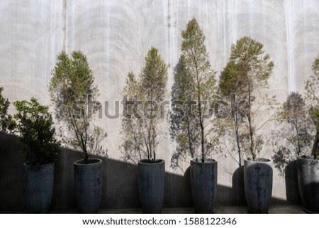 Plant pots placed in front of the cement wall with the shadow of the tree behind