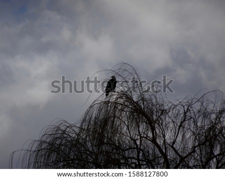 Silhouette of an Americal bald eagle on top of a willow tree against a stormy sky; Tonto National Forest in Arizona