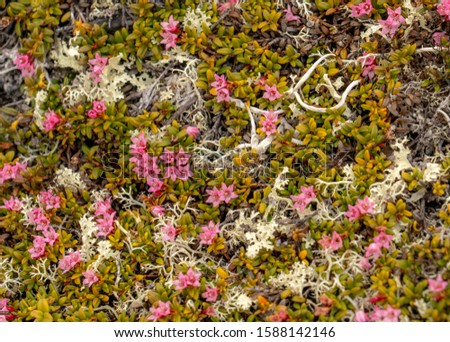 tundra cloudy summer day in the north on a stone covered with moss lingonberry flowers