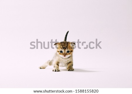 Studio Kitten and Cat Photography