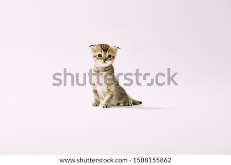 Studio Kitten and Cat Photography