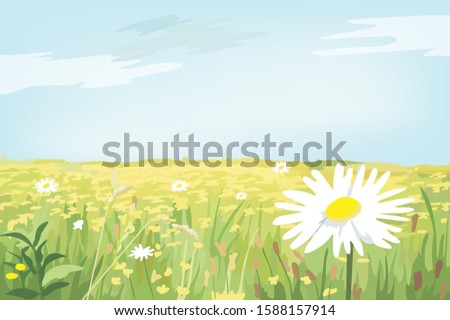 Daisy flower garden in the great summer time
