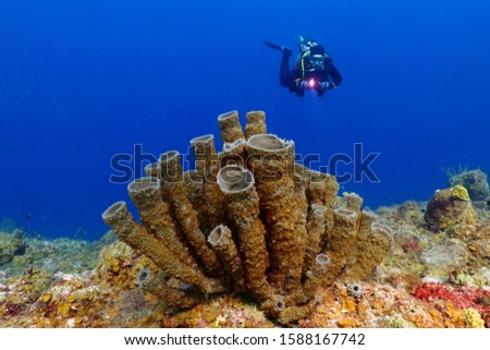 Scuba diver girl and beautiful tropical coral reef in blue ocean. Ocean life and scuba diving tourist. Shallow sea wildlife, underwater photography. Saltwater ecosystem.