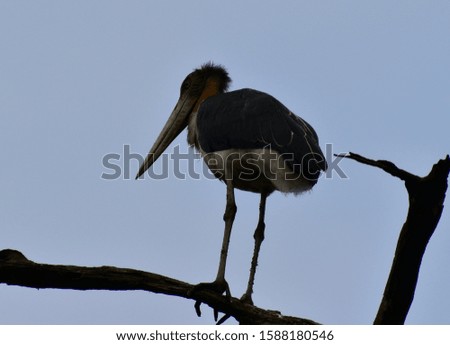 This is an image of a stork bird on the top of the tree 