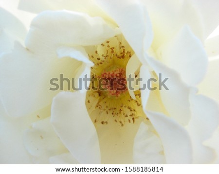 White Rose in Close Up Showing Anthers