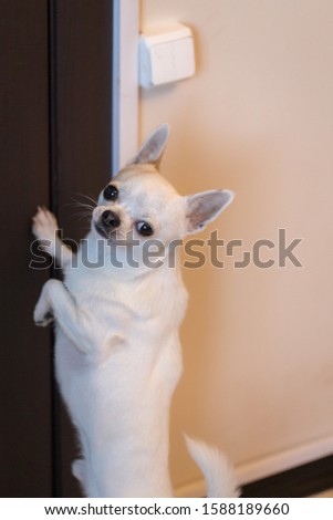 chihuahua at the door waiting for the owner