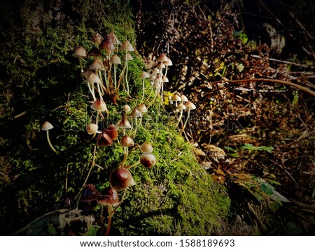 Magical green stump with mysterious mysterious mushrooms.