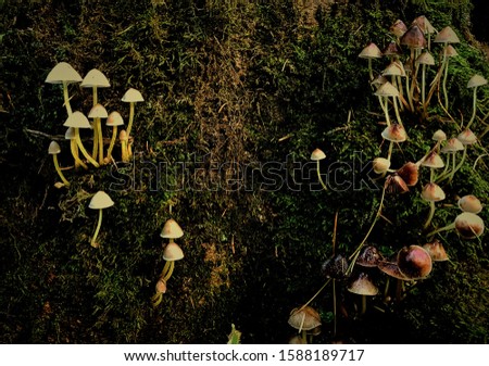 Magical green stump with mysterious mysterious mushrooms.