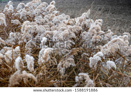 
field in winter with trees and flowers sprouting