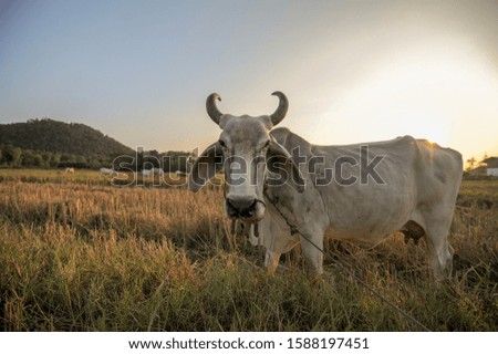 Buffalo graze in a field