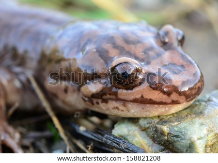 california giant salamander the world's largest terrestrial salamander dicamptodon ensatus