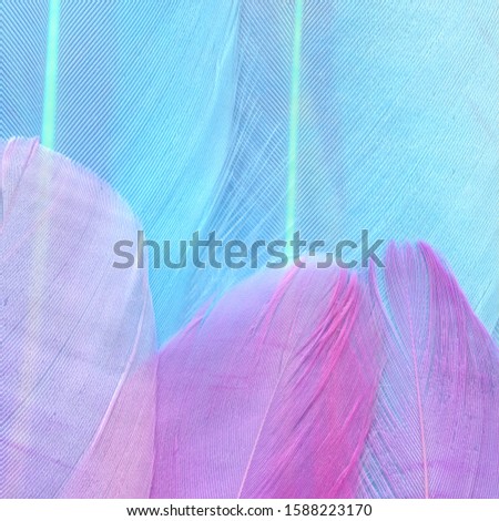Macro photo of a purple-blue feather of a tropical bird,