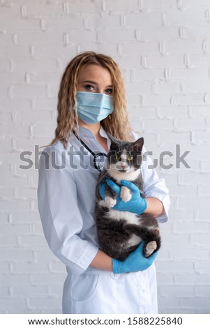 Veterinarian holds black and white cat in gloves