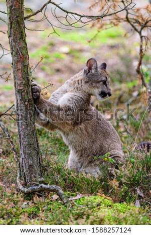 The American cougar in its natural rubbing.Wild nature in America.Image