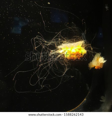 two yellow and white jellyfish dancing in the dark