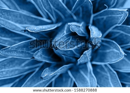 Toning in blue color of the year 2020 plant leaves. Photo background