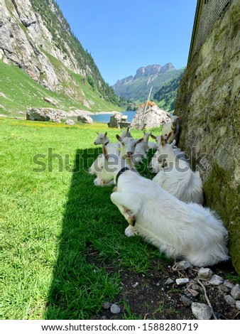 Picture of white goats taking a rest in the shadow. Picture was taken in the swiss alps.