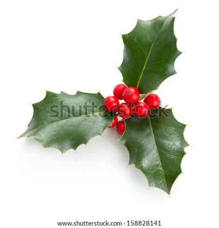 European Holly (Ilex aquifolium) leaves and fruit Royalty-Free Stock Photo #158828141