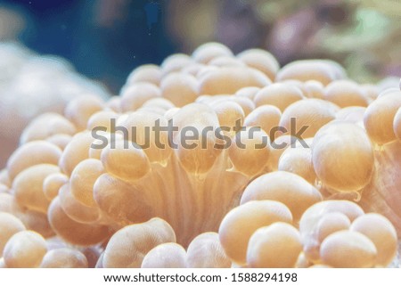 Yellow marine corals on the ocean floor. Seen from close up