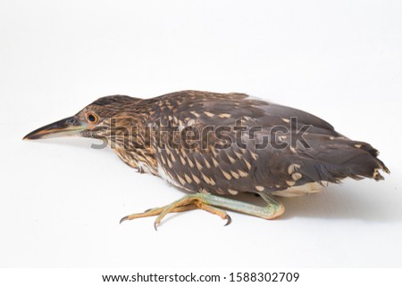 Juvenile black-crowned night heron (Nycticorax nycticorax) isolated on white background