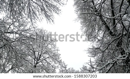 Snow covered tree branches against the sky. Trees in the snow in winter.