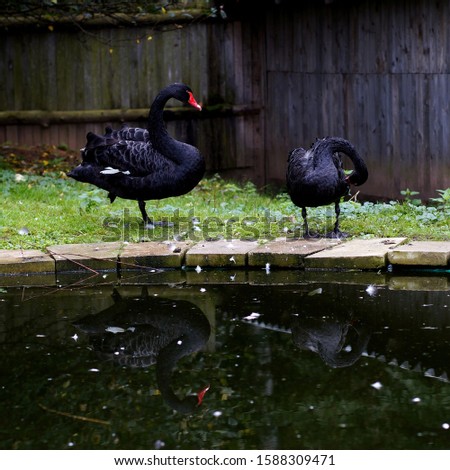 Black swans by the pool.