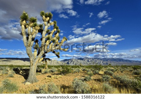 Joshua Tree Against the Background of Red Rock Canyon Formation in Afternoon Light