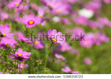 Season-limited photo shoot of flowers in northern Taiwan