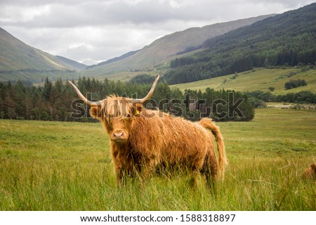 West Highland Bull in natural habitat Royalty-Free Stock Photo #1588318897