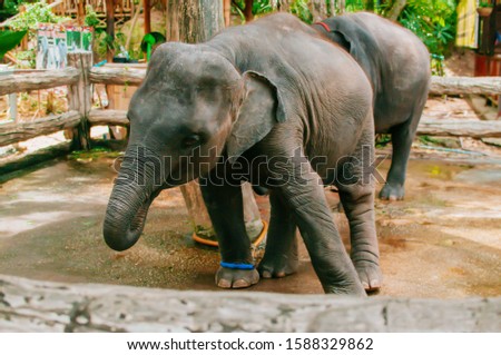 Baby Elephant behavior in zoo