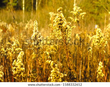  autumn dry grass, fluffy panicles in Golden sunlight                              