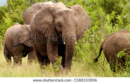 group of elephants walking among the trees                          