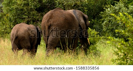 fantastic elephant picture,elephants on their backs, moving among the green grass                                