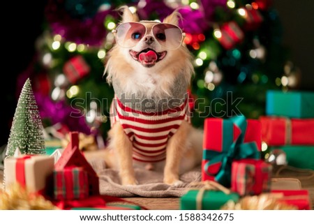 cute brown chihuahua dog happy wearing christmas costume with decorating christmas tree and box present on wooden floor